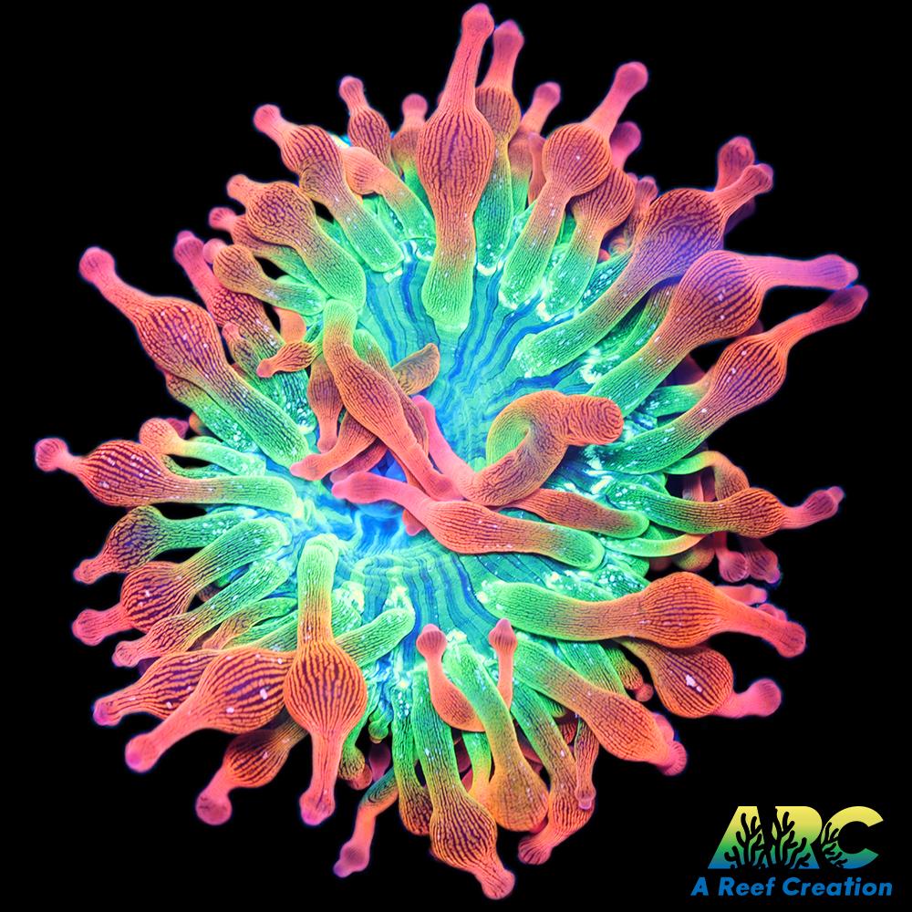 Rainbow Bubble Tip Anemone
