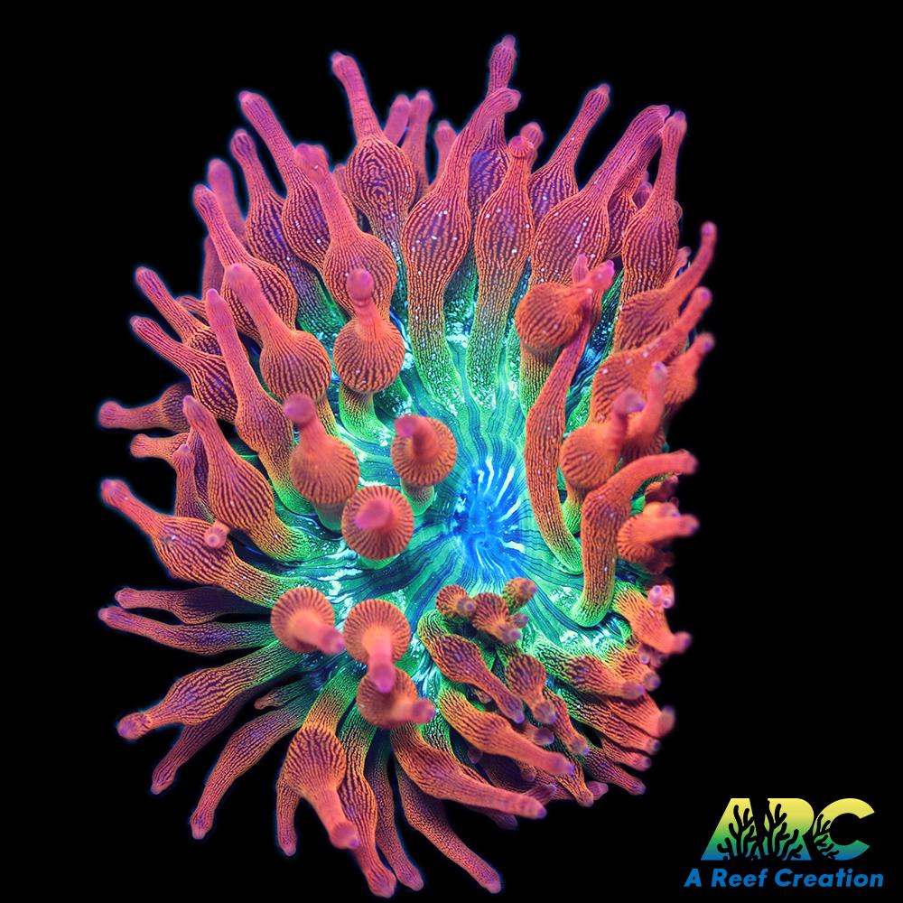 Rainbow Bubble Tip Anemone
