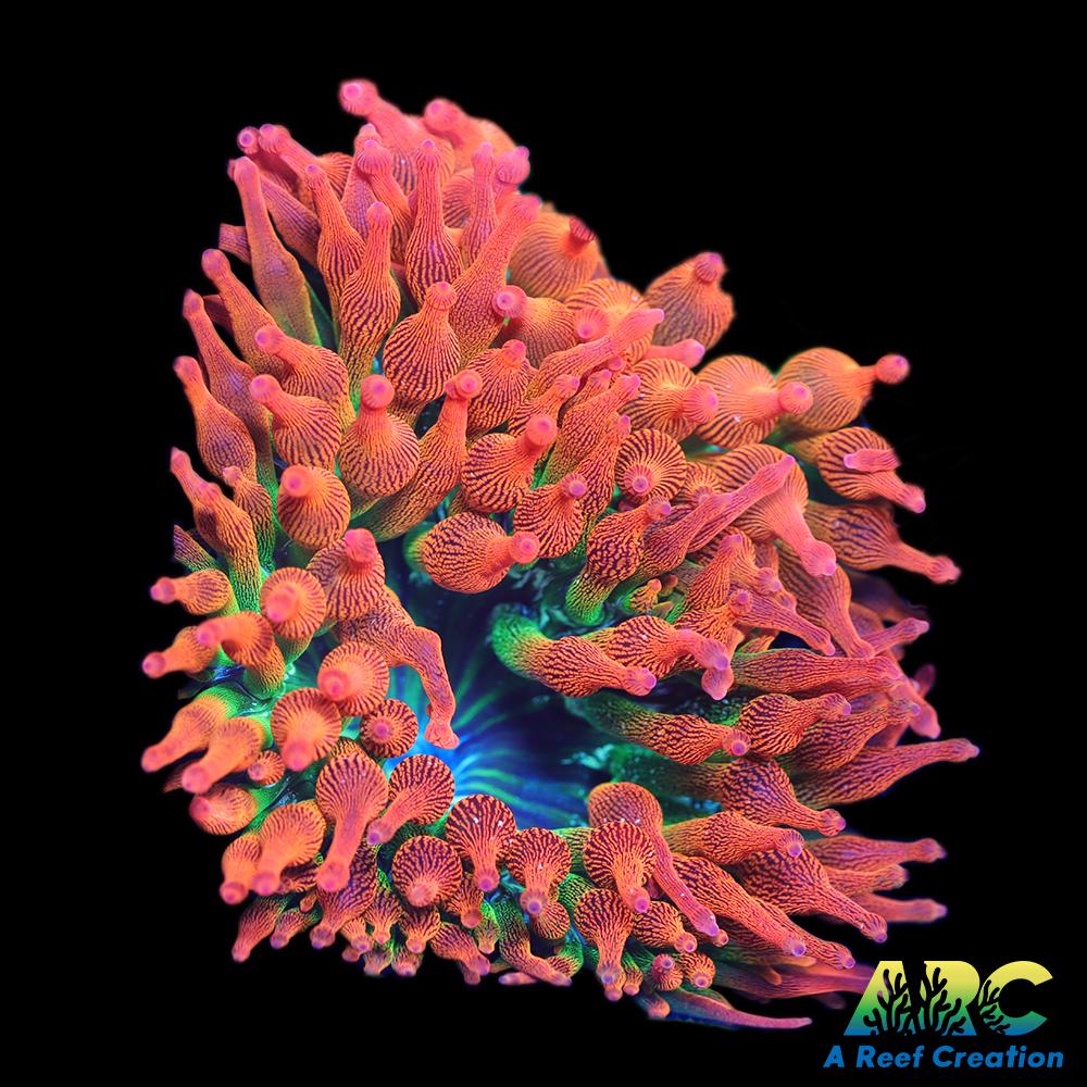 Rainbow Bubble Tip Anemone