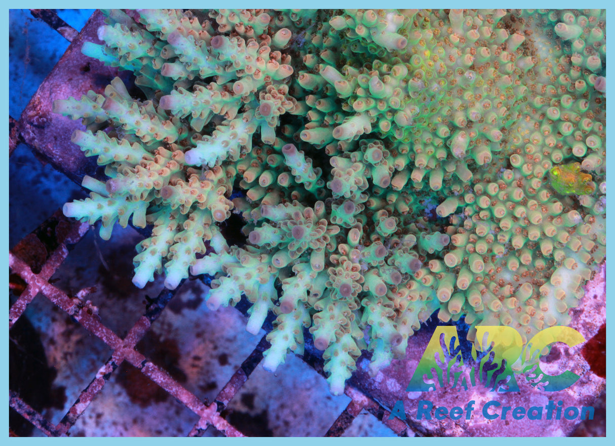 ARC Aquaman Table Acro