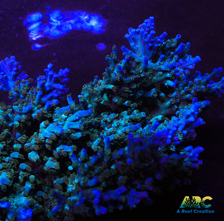 ARC Blueberry Echinata