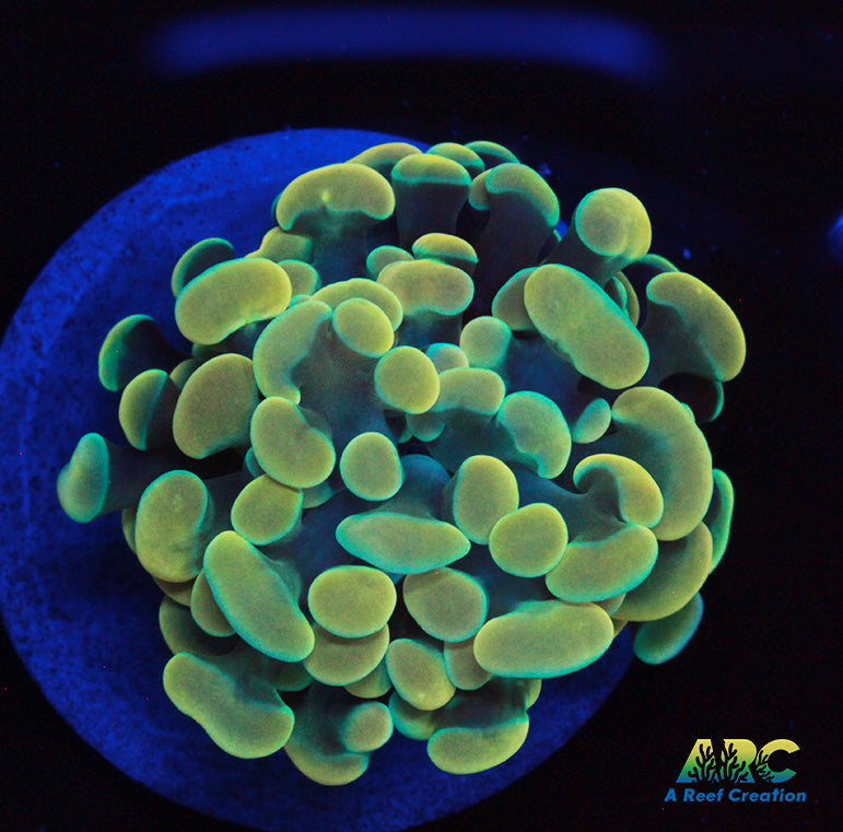 Gold Green Hybrid Hammer