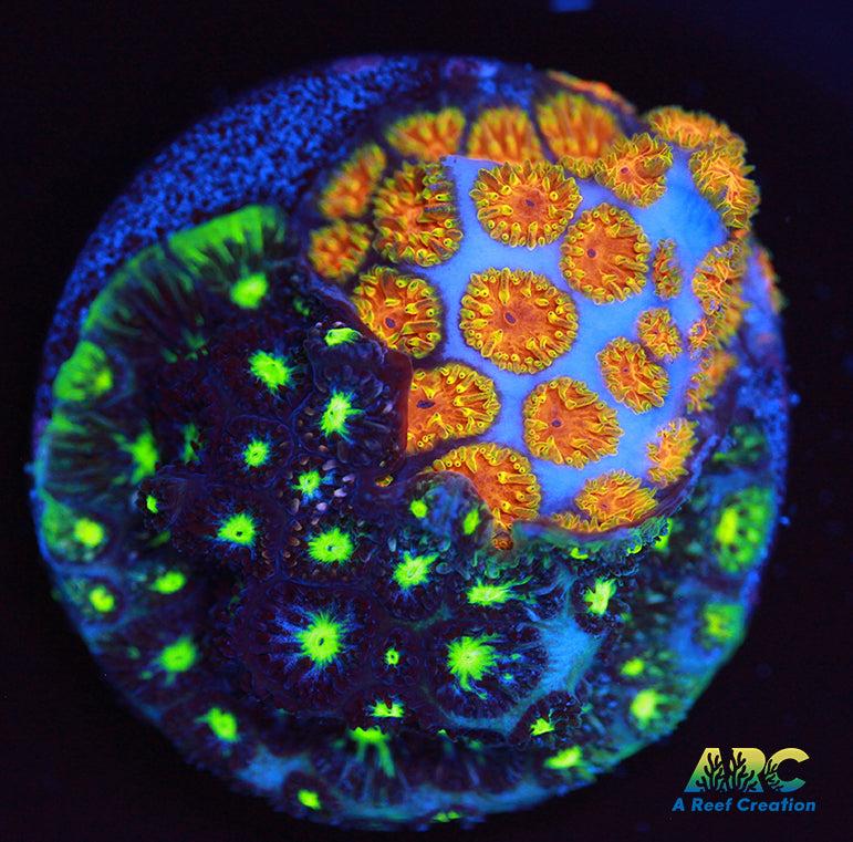 ARC Fire and Ice Leptastrea