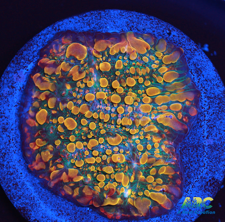 CC Cloudberries Chalice