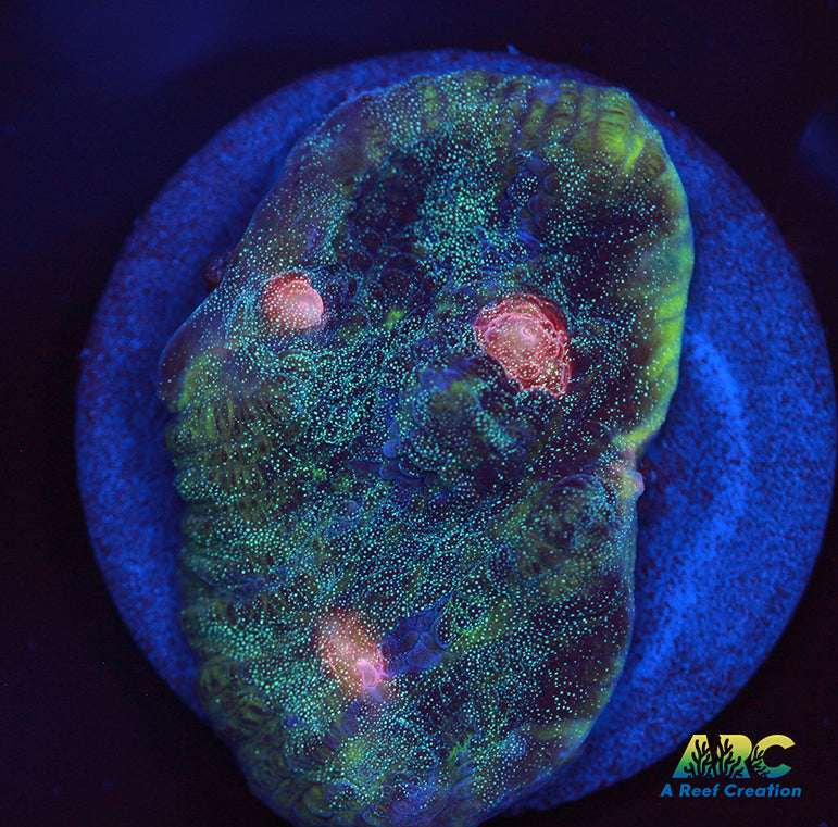 Dead Marshes Mycedium Chalice