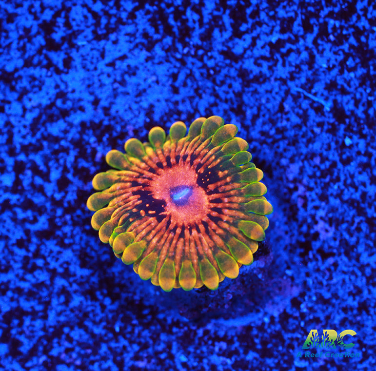 Grand Master Krakatoa