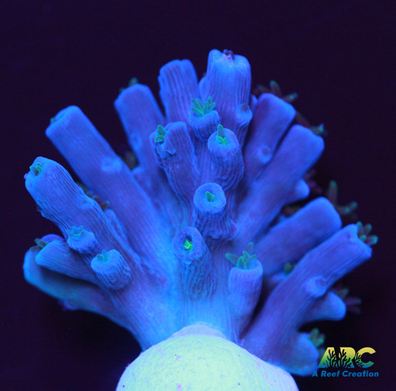 ARC Blueberry Echinata