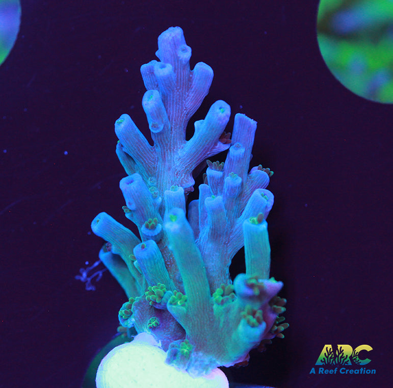 ARC Blueberry Echinata