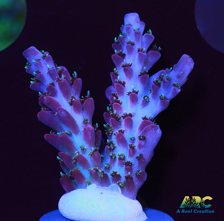 ARC Magic Carpet Acro