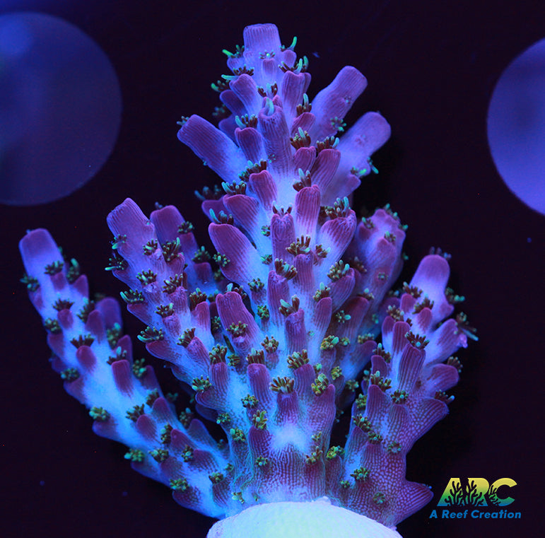 ARC Magic Carpet Acro