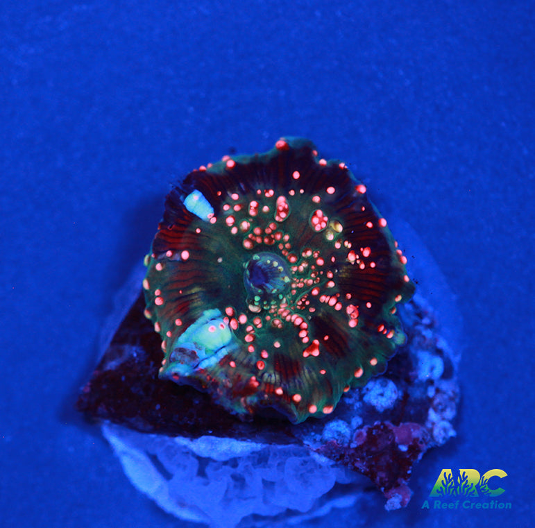 Dragon Lady Bounce Mushroom Baby