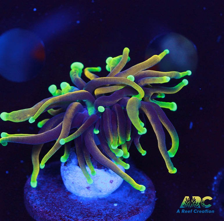 Tank Raised Dragon Soul Torch