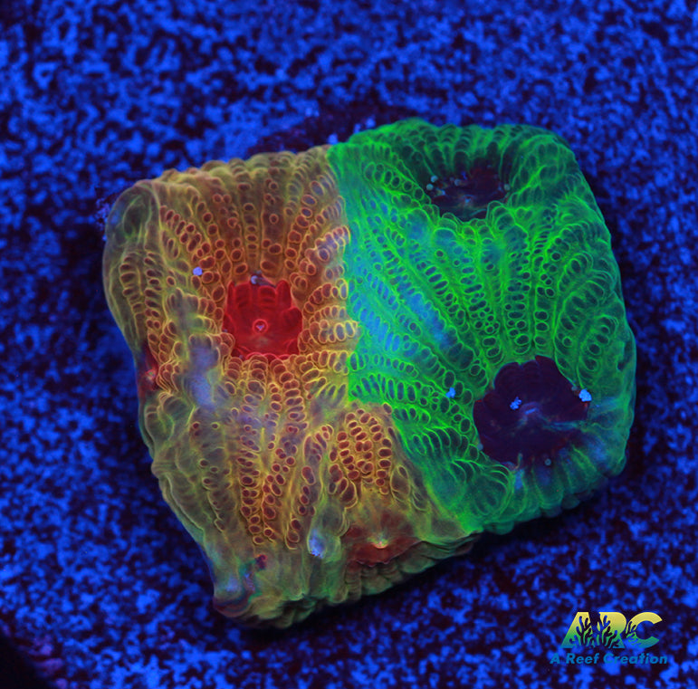 Two Faced Fascination Favites