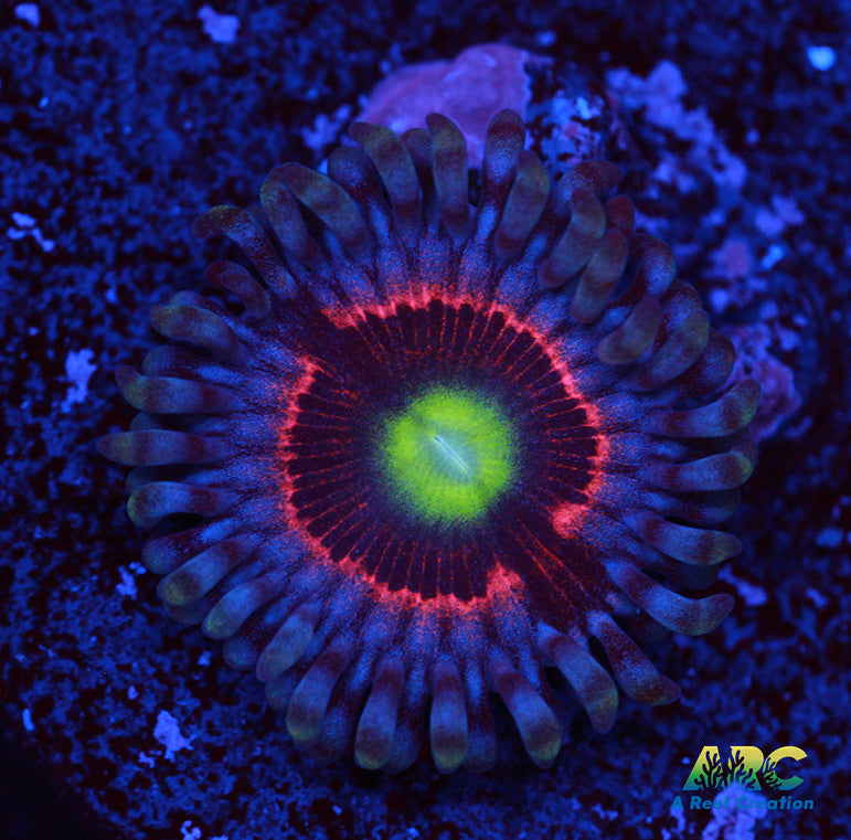 Pink Ring of Death Zoa
