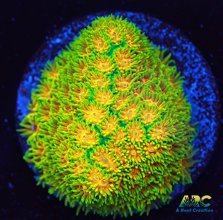 RRC Polkaroo Leptastrea