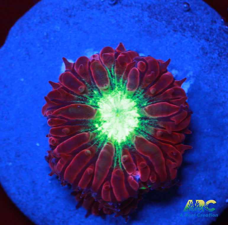 ARC Red Velvet Blasto Merletti