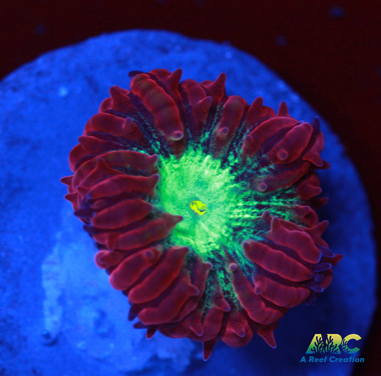 ARC Red Velvet Blasto Merletti