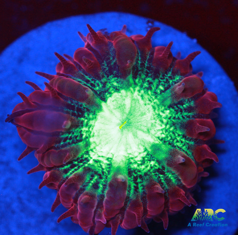 ARC Red Velvet Blasto Merletti