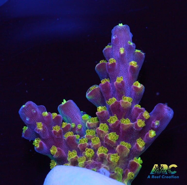 ARC Master Yoda Acro