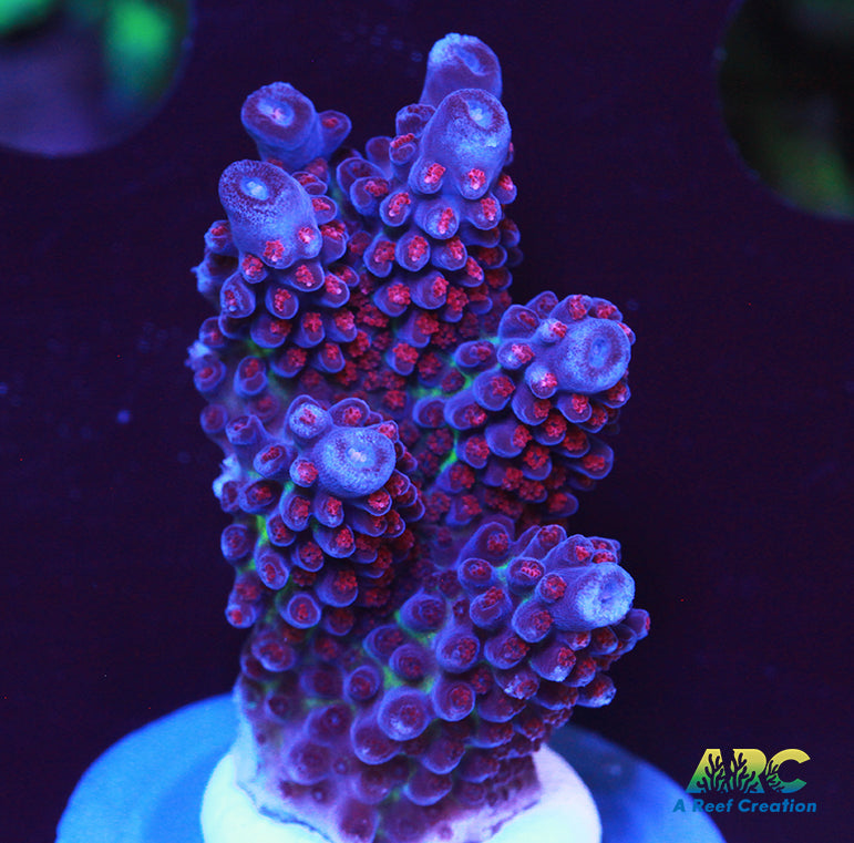 Sanjay's Red Photon Chunk