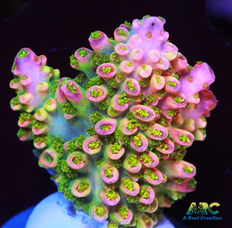 Sanjay's Wrecking Ball XL Frag