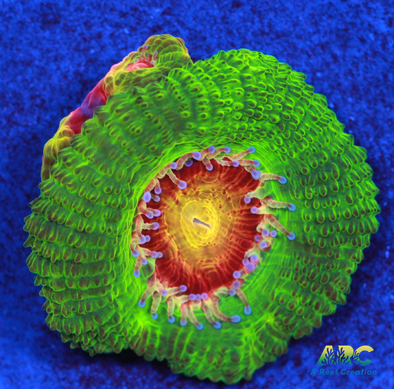 CC Dragonberries Acan