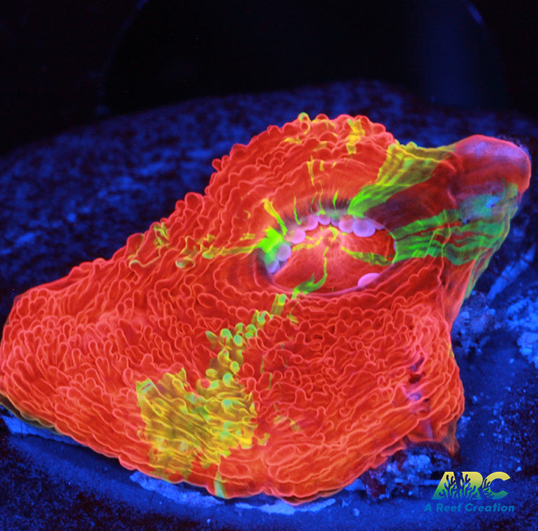 FF Dazbog Bower All Three Colors