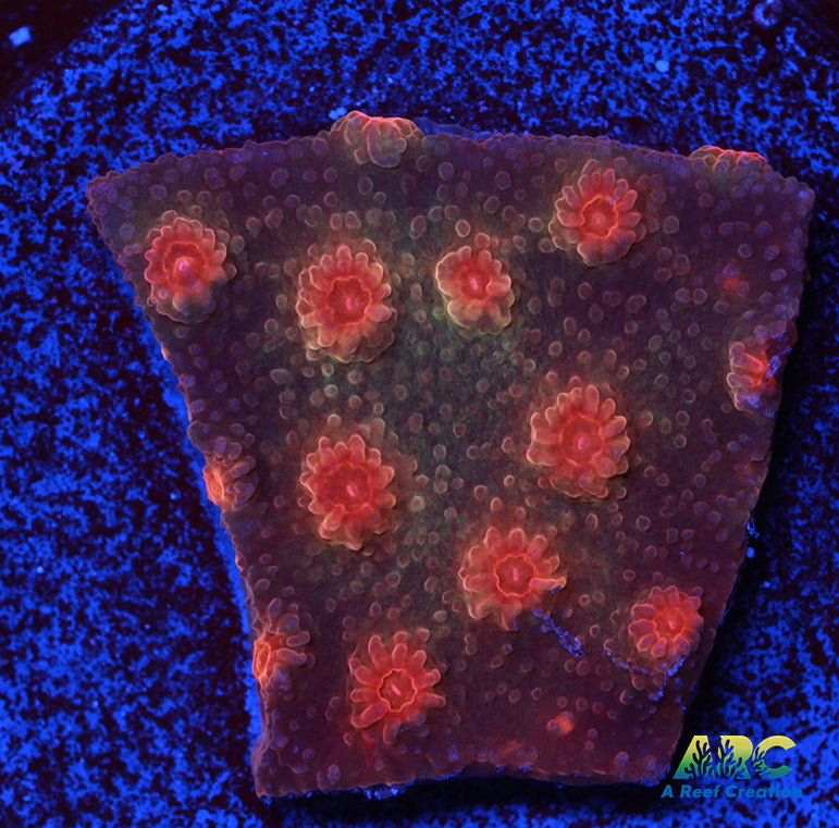 ARC Rainbow Cyphastrea