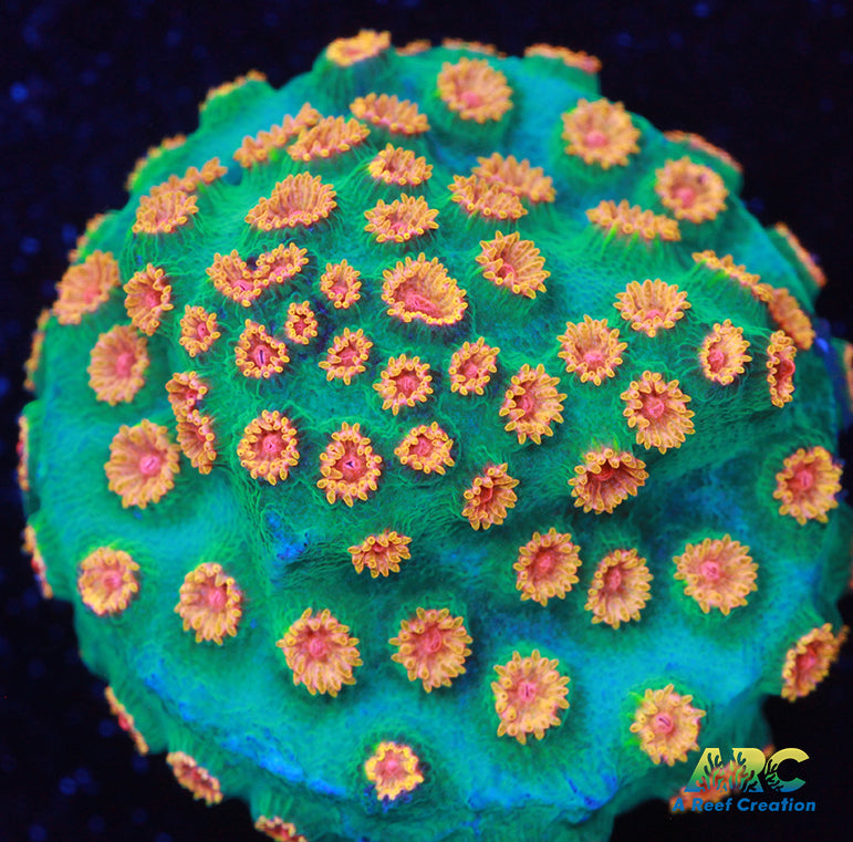 ARC Space Invaders Cyphastrea