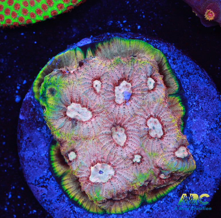 Tyree War and Peace Favites