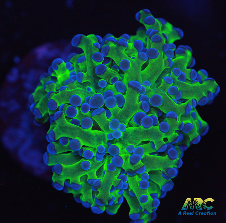 Bicolor Branching Frogspawn