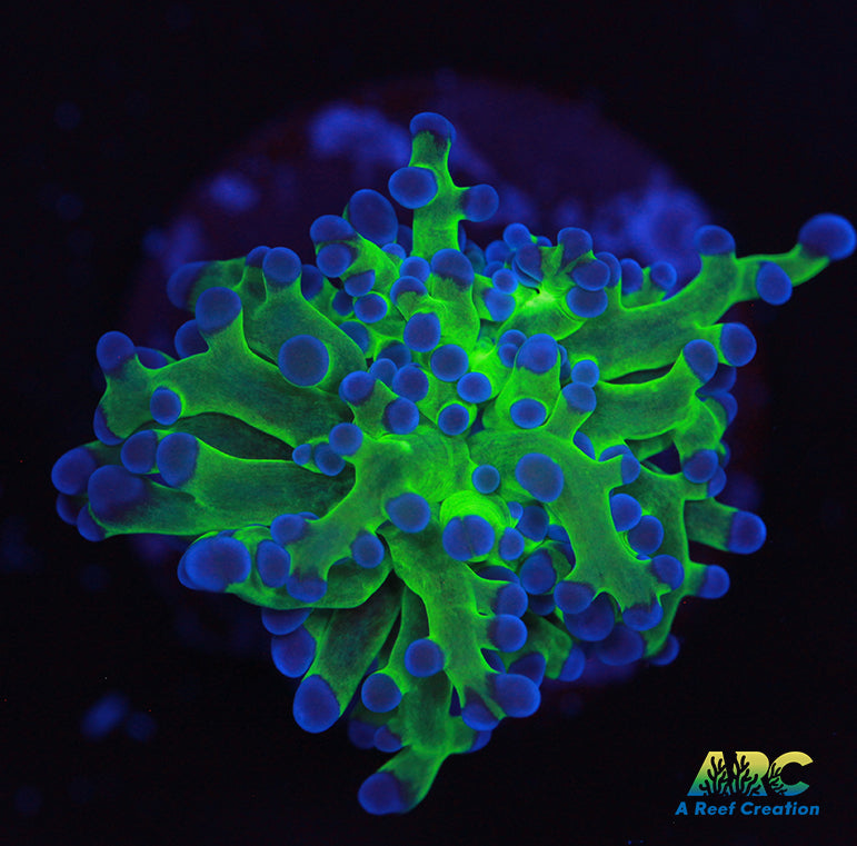 Bicolor Branching Frogspawn