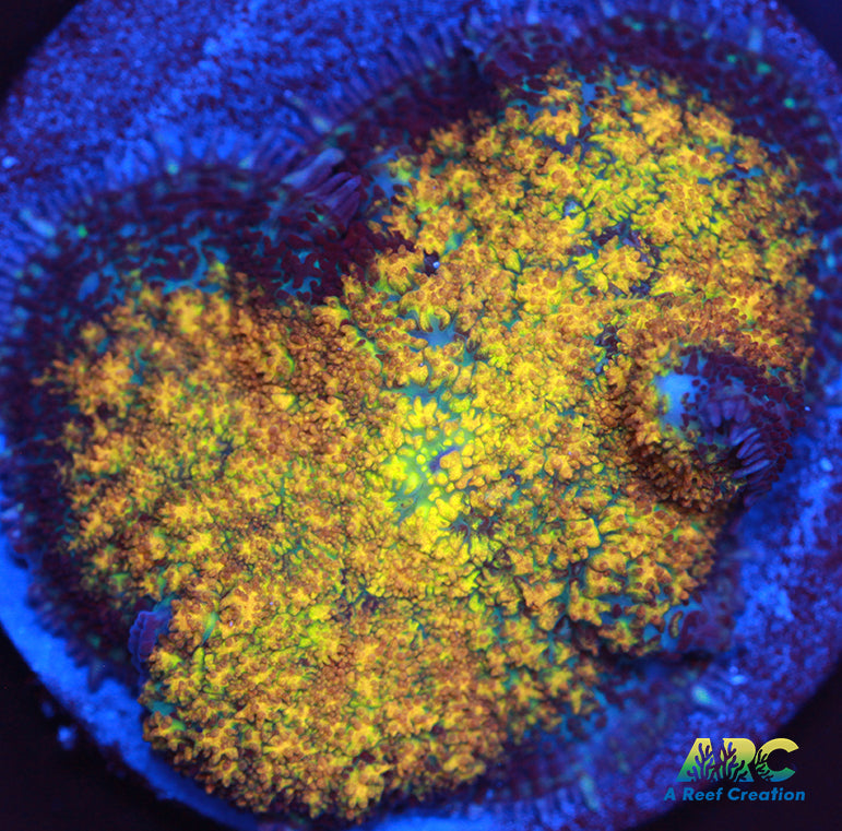 Fall Foliage Rhodactis