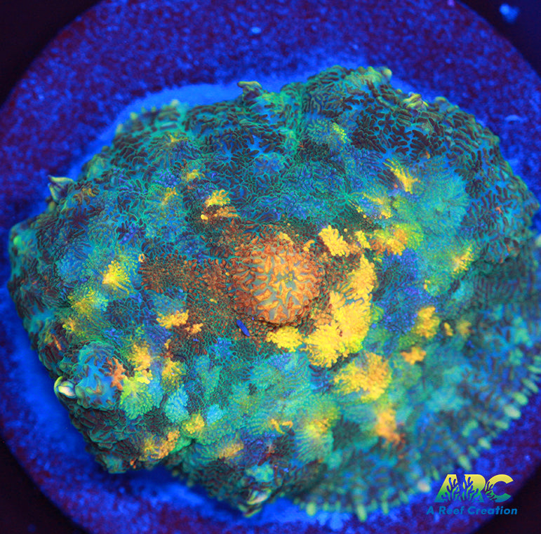 Jupiter Red Rhodactis