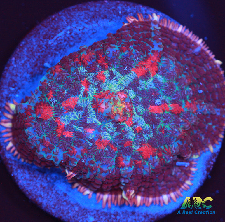 Blood Moon Rhodactis