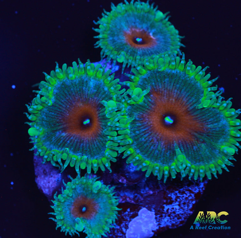 Captain America Paly