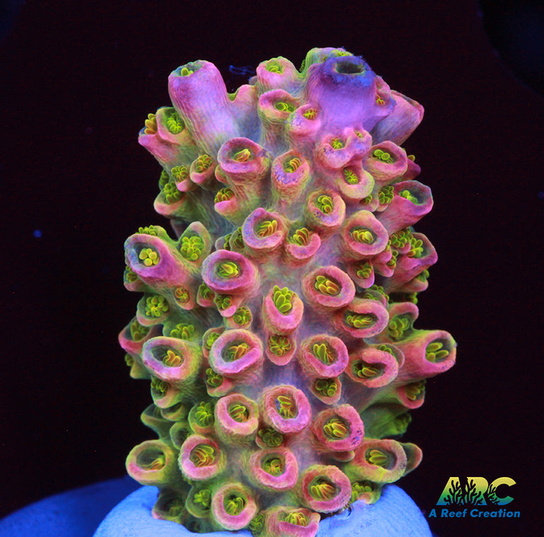 Sanjay's Wrecking Ball