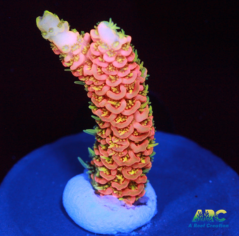 ASD Rainbow Milli on Steroids