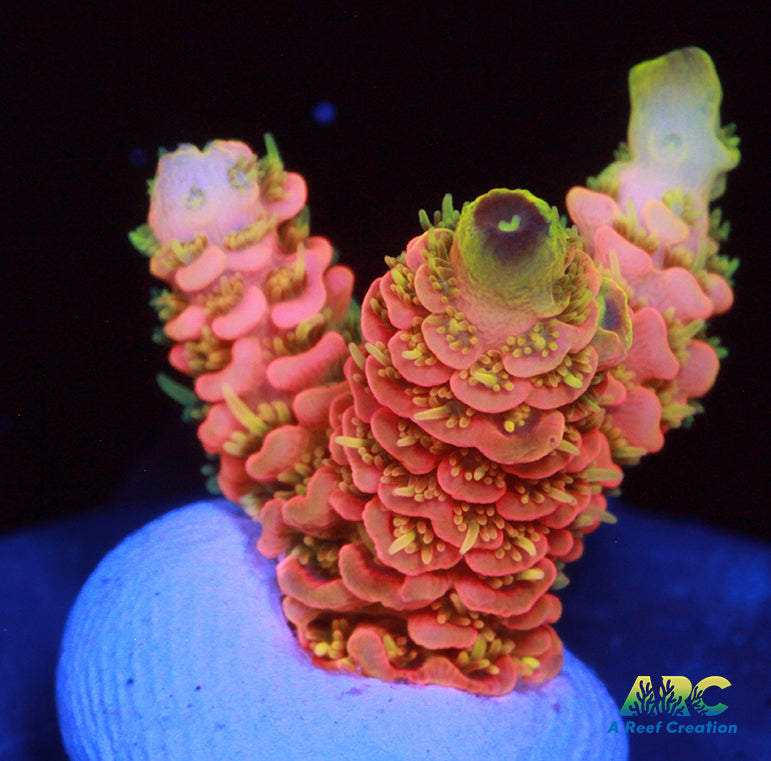 ASD Rainbow Milli on Steroids