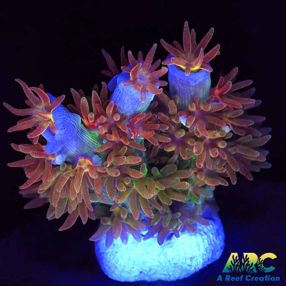 ARC Angry Birds Tenuis