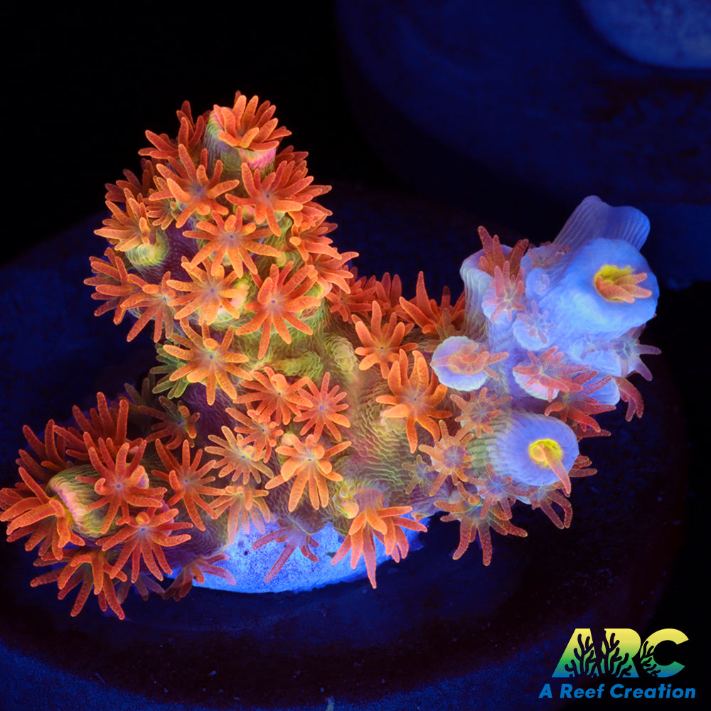 ARC Flame of Udun Tenuis