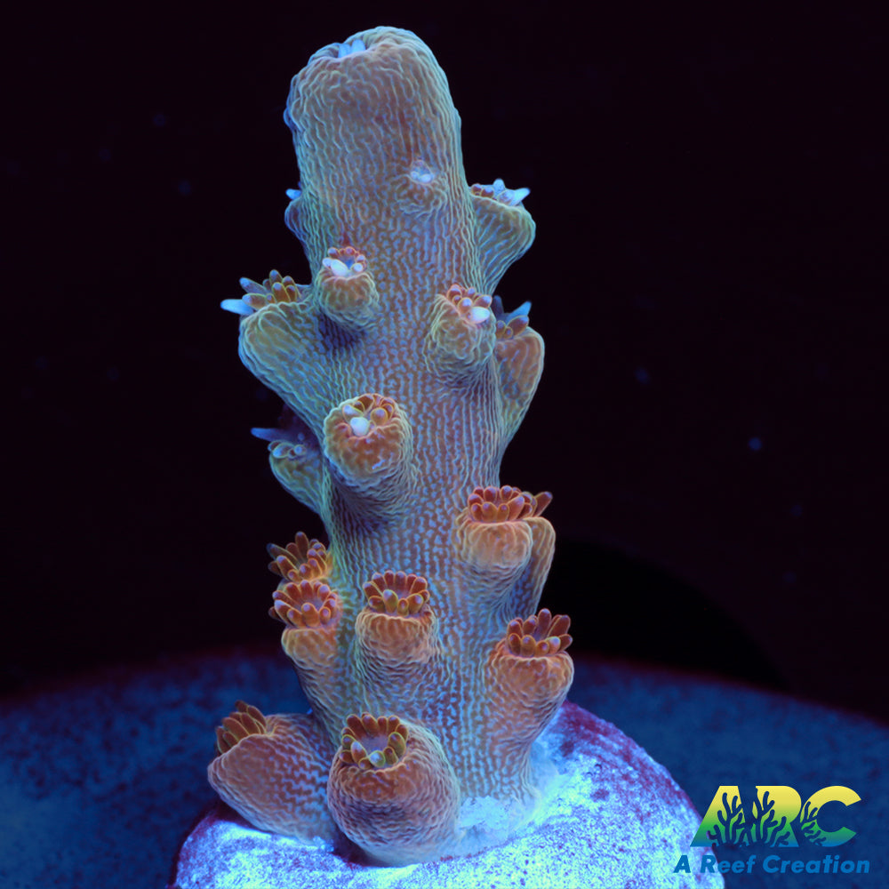 ARC Anthony's Pink Granulosa