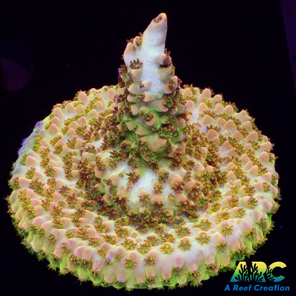 Greg's Unicorn Acro