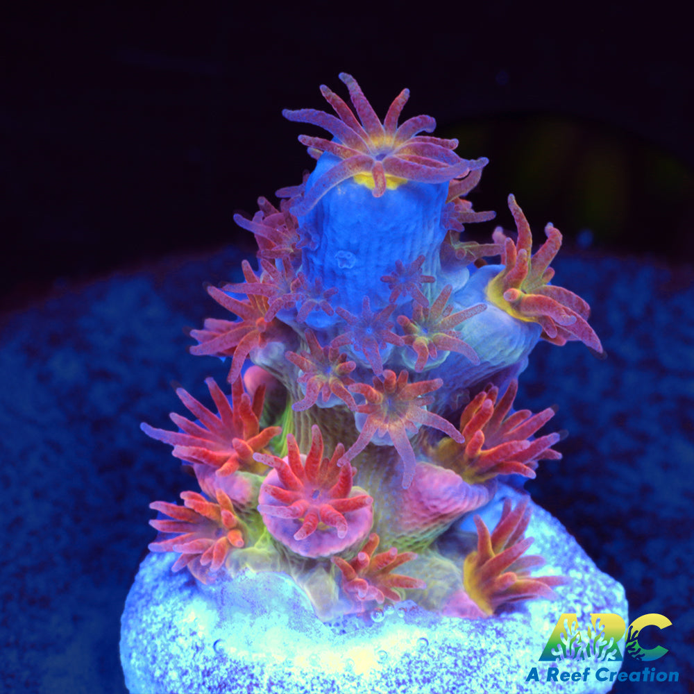 RRC Angry Birds Tenuis