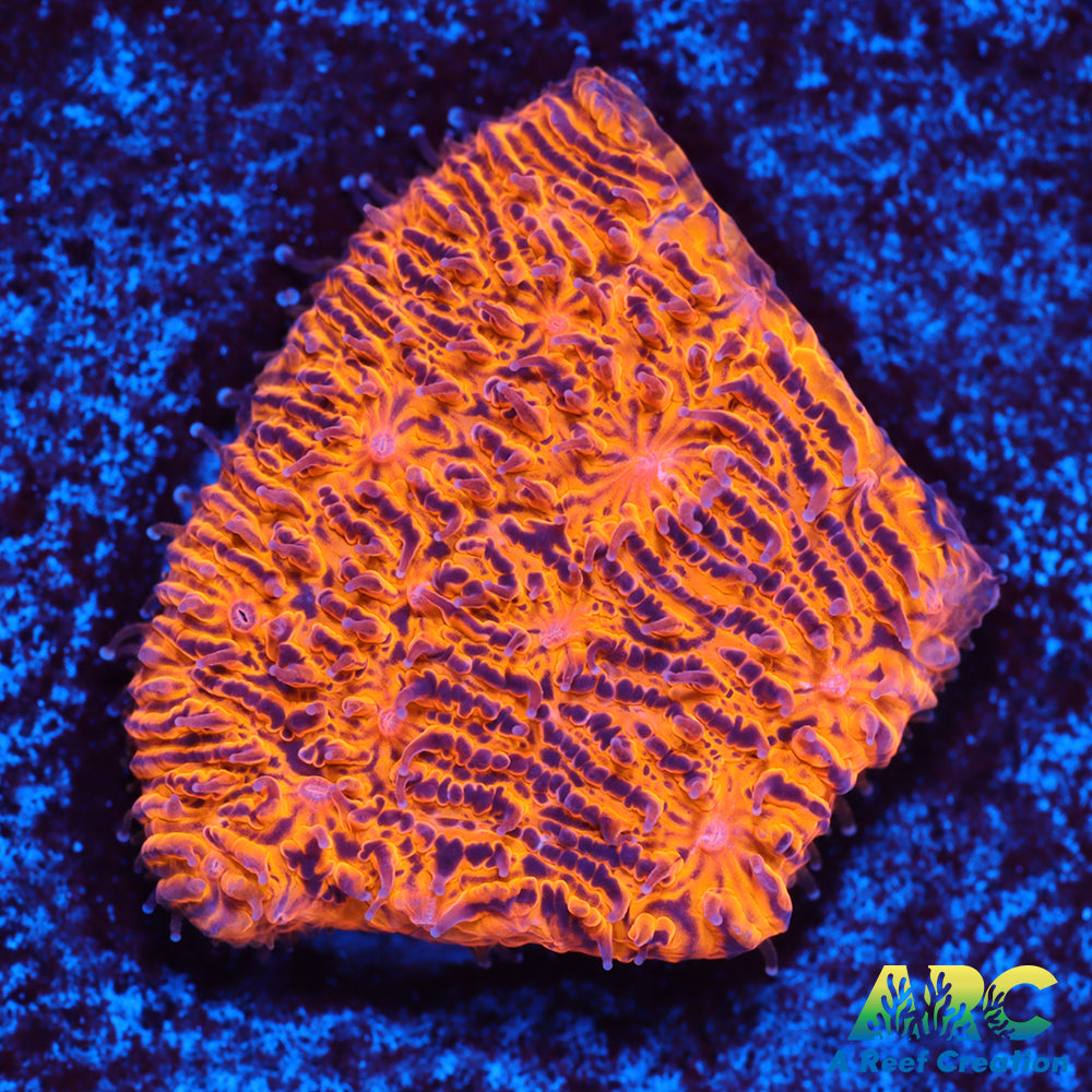 ARC Pumpkin Patch Litho