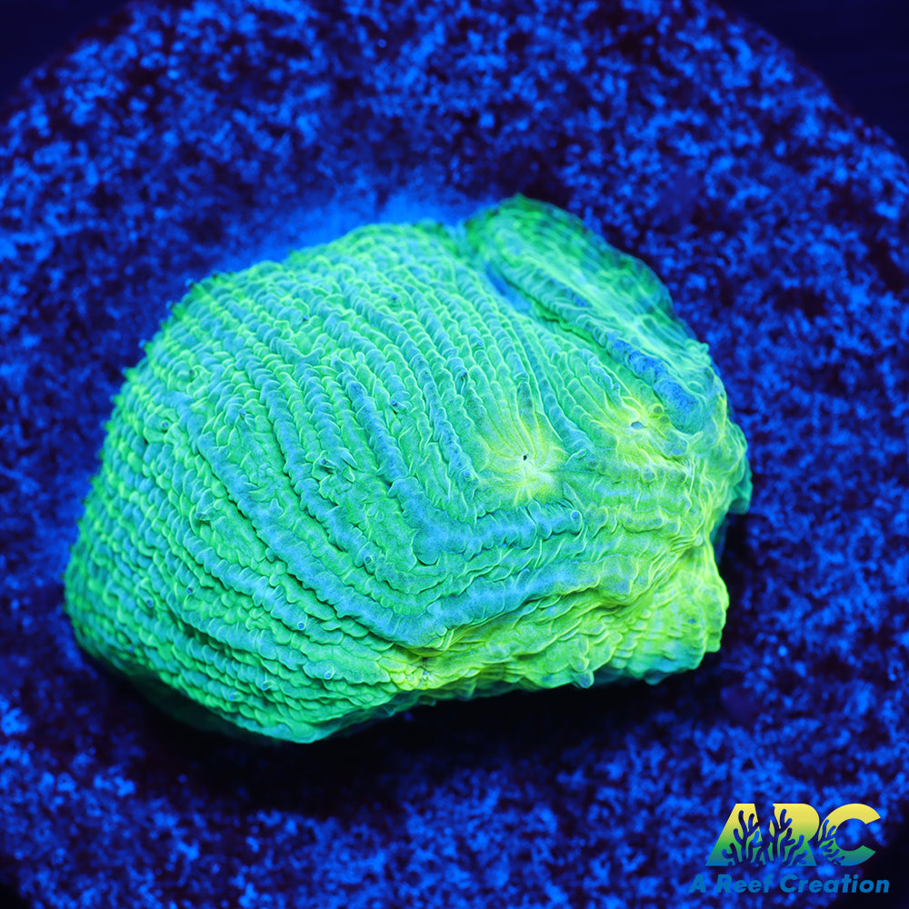 ARC Baja Blast Diaseris