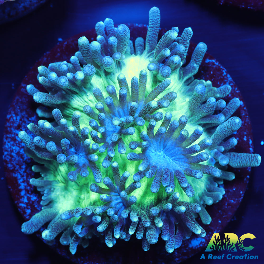 ARC Ice Dragon Hydnophora