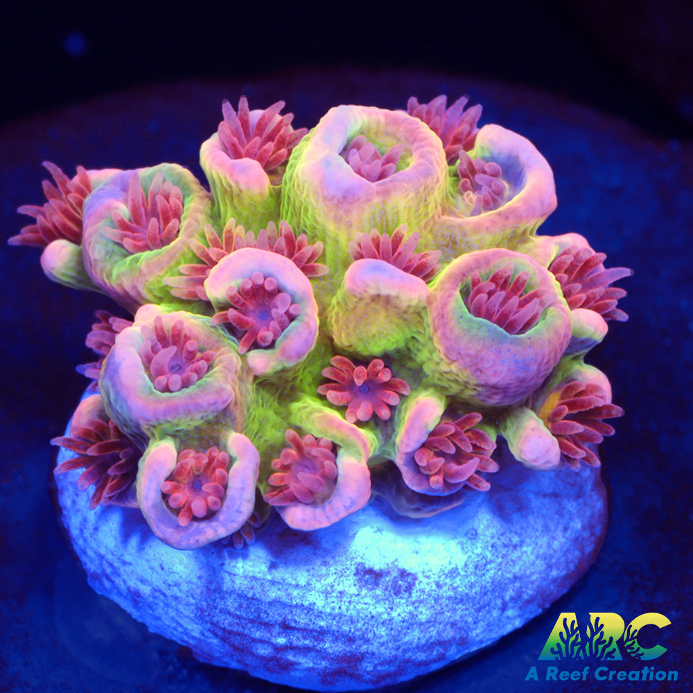 RRC Angry Birds Tenuis