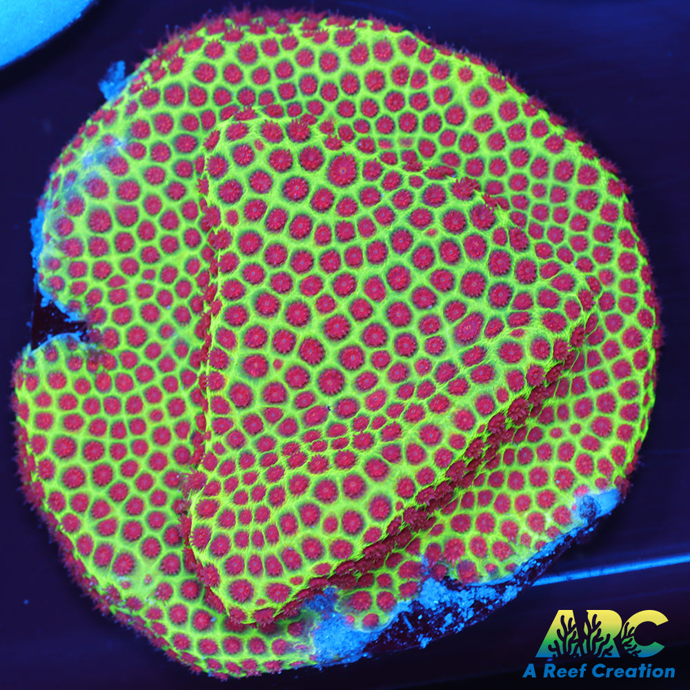 Grinch Porites