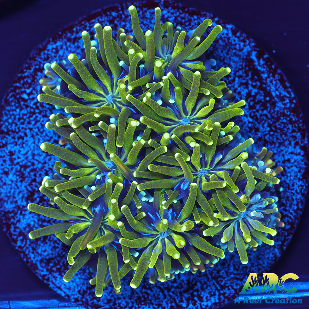 ARC Lemon Lime Galaxea